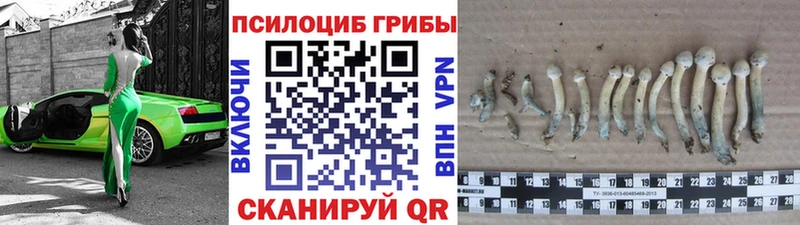 ОМГ ОМГ ТОР  Дзержинск  Псилоцибиновые грибы Cubensis 